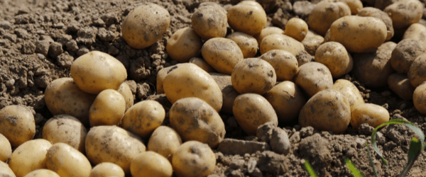 La pomme de terre : le légume préféré (et le plus consommé) des Français
